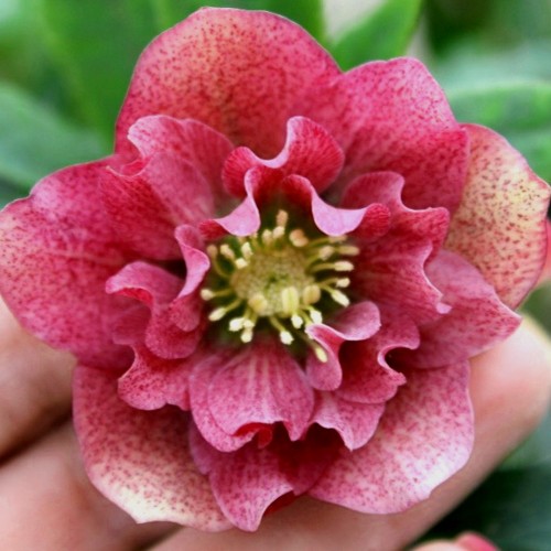 Helleborus orientalis 'Double Ellen Red®' - Kaukaasia lumeroos 'Double Ellen Red®' P9/0,55L